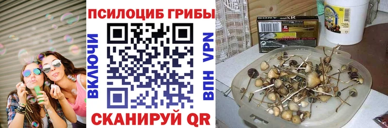 Псилоцибиновые грибы Cubensis  Судак 